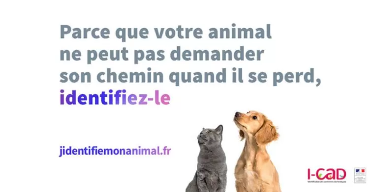 Les Avantages de l'Identification Électronique du Chien et du Chat, Saint-Antoine-de-Breuilh, Cabinet vétérinaire du Pays de Montaigne
