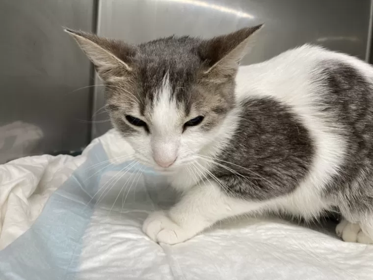 L'insuffisance rénale du chat à Pineuilh et alentours, Saint-Antoine-de-Breuilh, Cabinet vétérinaire du Pays de Montaigne