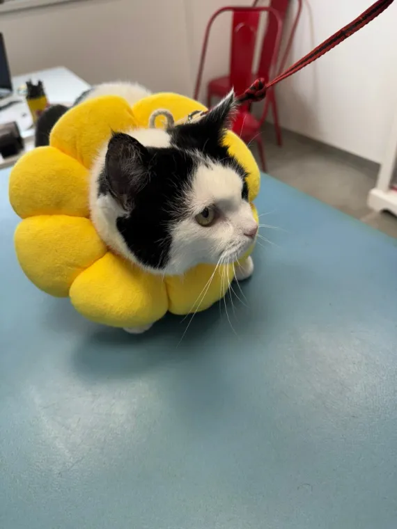 Stérilisation de chatte sans collerette ni pansement sur Pineuilh, Saint-Antoine-de-Breuilh, Cabinet vétérinaire du Pays de Montaigne