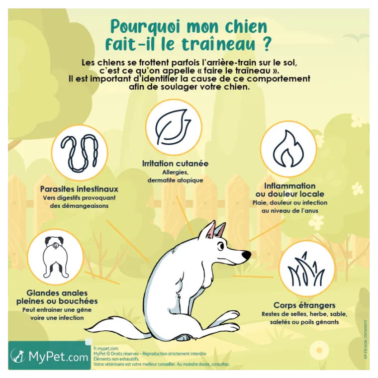 Le signe du traineau du chien sur Sainte-Foy la Grande, Saint-Antoine-de-Breuilh, Cabinet vétérinaire du Pays de Montaigne